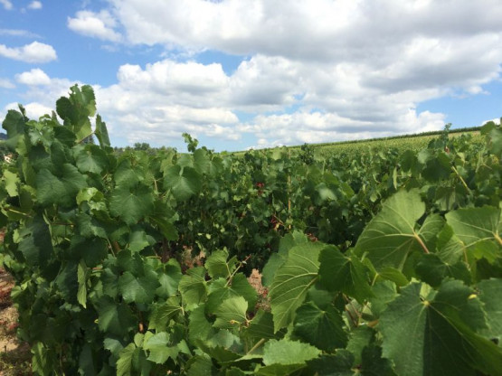 JUILLET 2015 : UNE ANNEE PRECOCE ET DE QUALITE