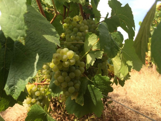 VENDANGES 2016 du 17 septembre au 7 octobre