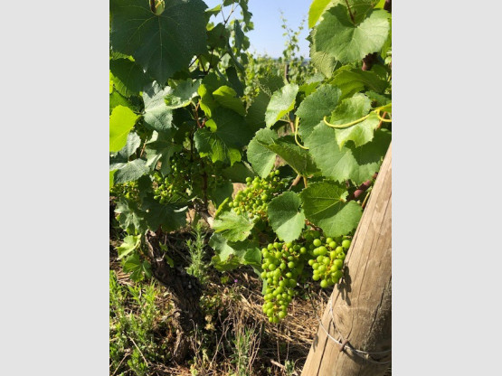 UNE BELLE RECOLTE EN PERSPECTIVE