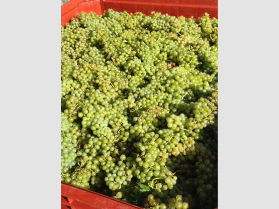 HARVEST 2016 from the 17th of September to the 7th of October