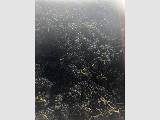 Harvest 2018 : Moulin-à-Vent