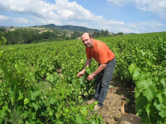 Les vignes en juillet au Vissoux.