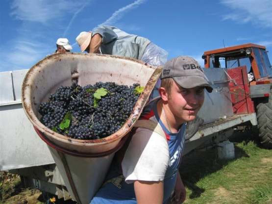 Les vendanges à Saint-Vérand - du 30 septembre au 6 octobre