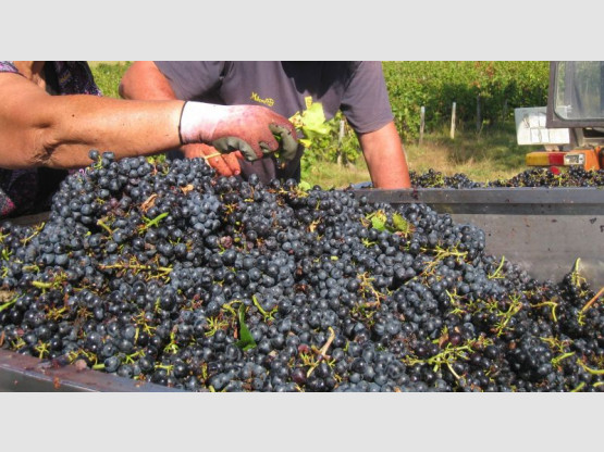 VENDANGES 2014