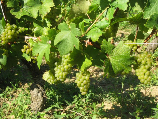 Harvest Chardonnay for sparkling : 23 / 24 / 25 September