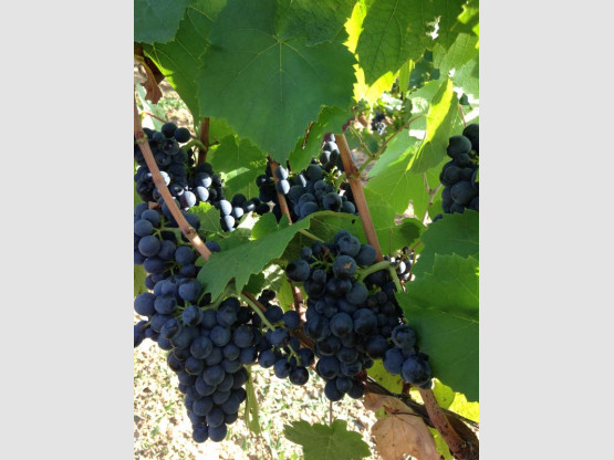 DEBUT DES VENDANGES 25 AOUT 2015