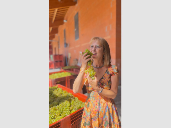 LE CHARDONNAY EST ARRIVE !