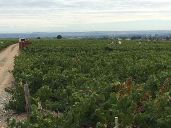 Vendanges : Brouilly