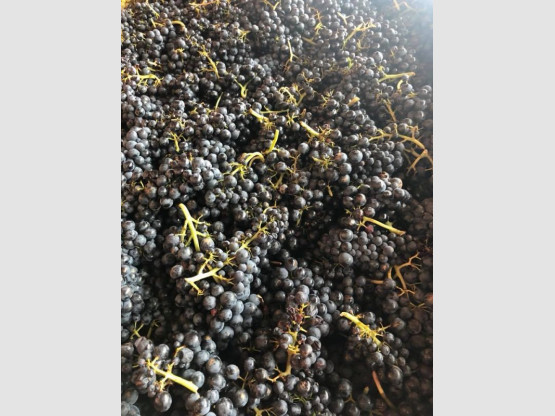 Harvest 2018 : Brouilly