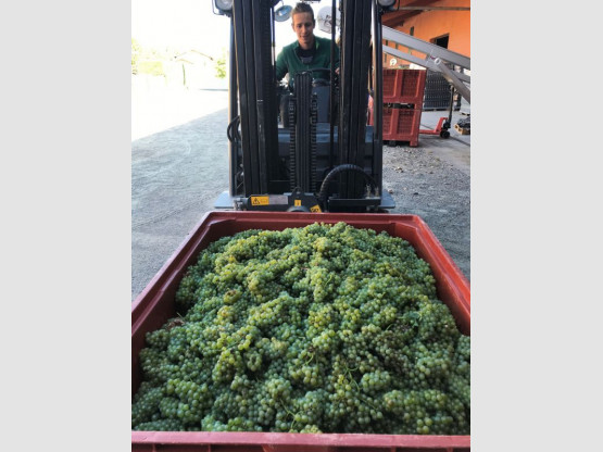 Lancement Vendanges 2018 !