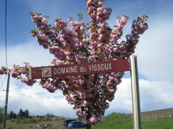 Domaine du Vissoux : Vines at April 19, 2012