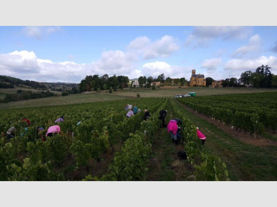 HARVEST 2017 : Beaujolais from September 1st to 21st