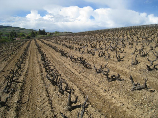 Domaine du Vissoux : Vines at April 19, 2012
