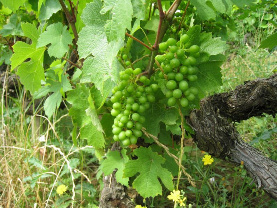 La Vigne au mois de Juillet 2013