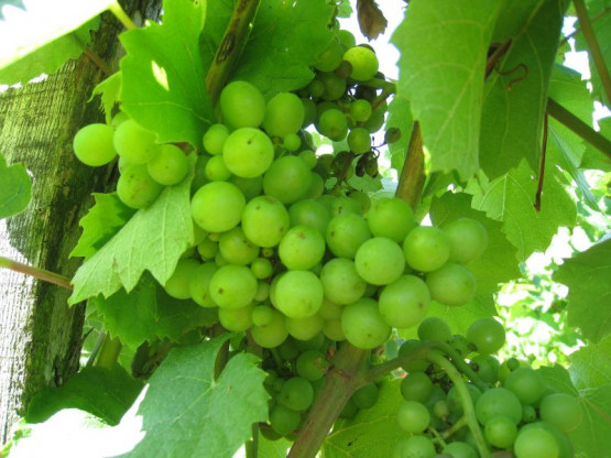 Domaine du Vissoux : Juillet 2012 (2/2)