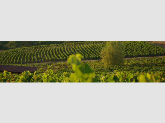 Balades à Saint Vérand Cadoles et Sens, le 23 et 24 mai