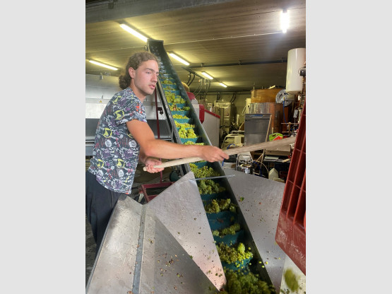 The 2024 grape harvest has begun!