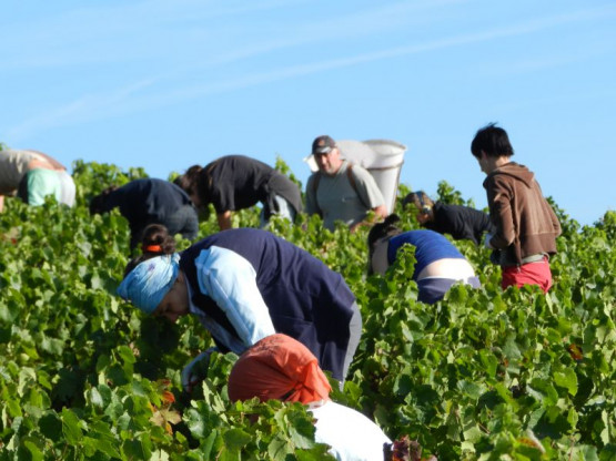 VIDEO : The vintage 2012