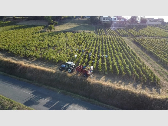 VENDANGES A OINGT AVEC VUE PANORAMIQUE
