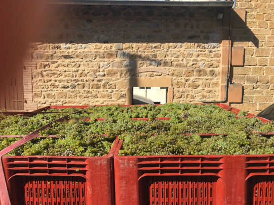 Begining of the harvest