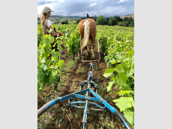 ESSAI DE LABOUR AU CHEVAL