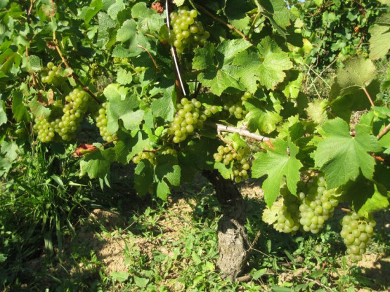 Ramassage du Chardonnay pour le crémant : 23 / 24 / 25 septembre