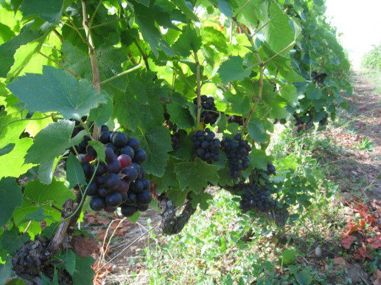 Domaine Du Vissoux : Septembre 2013