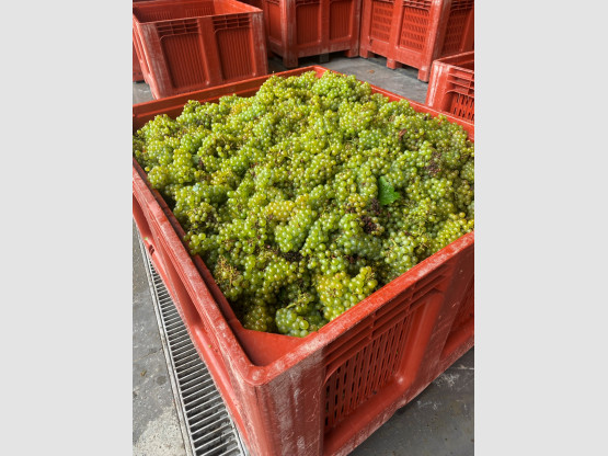 The 2024 grape harvest has begun!