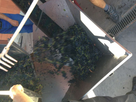 HARVESTS : THE ARRIVAL OF GAMAY