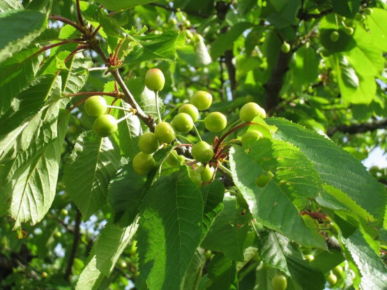 Domaine du Vissoux : May 2012