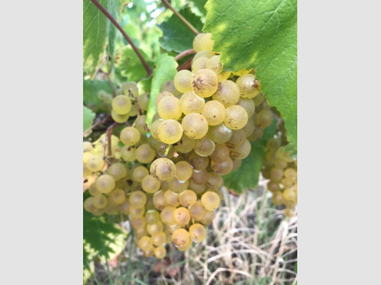Harvest 2018 : Chardonnay
