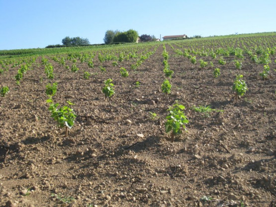 OU EN SONT LES" 24 000 BEBES VIGNE" ? JUILLET 2014