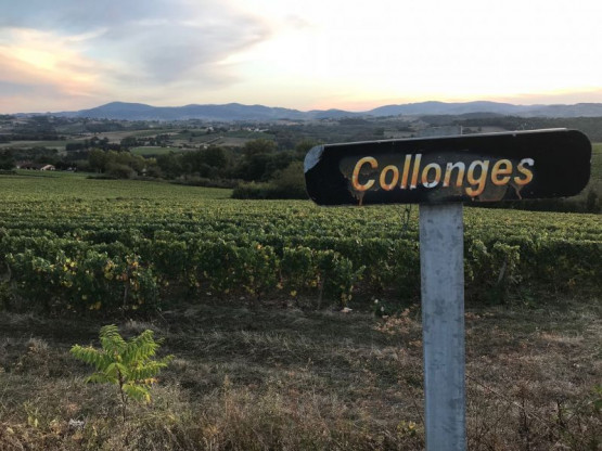 Harvest 2018 : Chardonnay