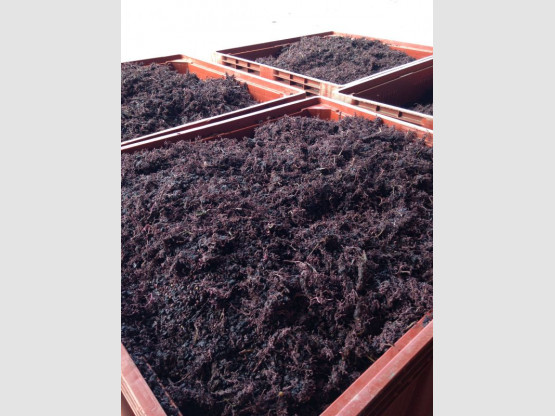 LES VENDANGES S’ACHÈVENT  22 SEPTEMBRE 2015