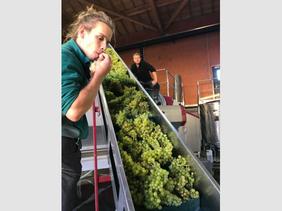 Lancement Vendanges 2018 !