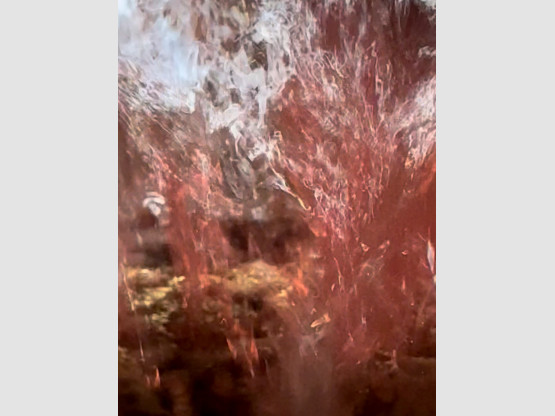 Suite des vendanges ! Le rosé !