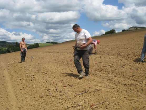 PLANTATION DES NOUVELLES VIGNES DE GAMAY - JUIN 2014