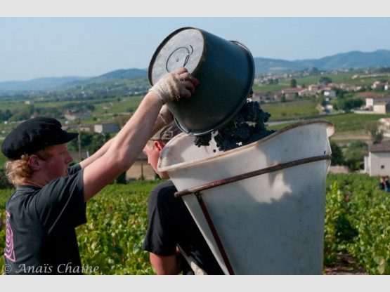 2009 grape harvest