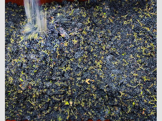 LE RAMASSAGE DU GAMAY SE POURSUIT