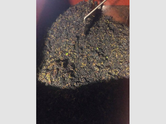 Vendanges 2018 : Fleurie les Garants