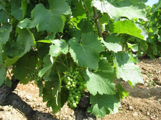 Les vignes en juillet au Vissoux.