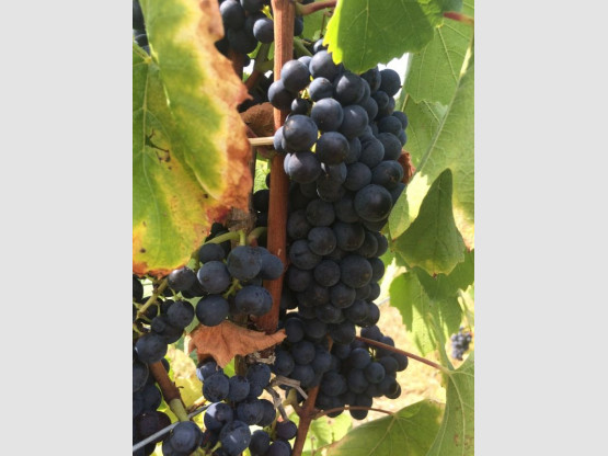 HARVEST 2016 from the 17th of September to the 7th of October