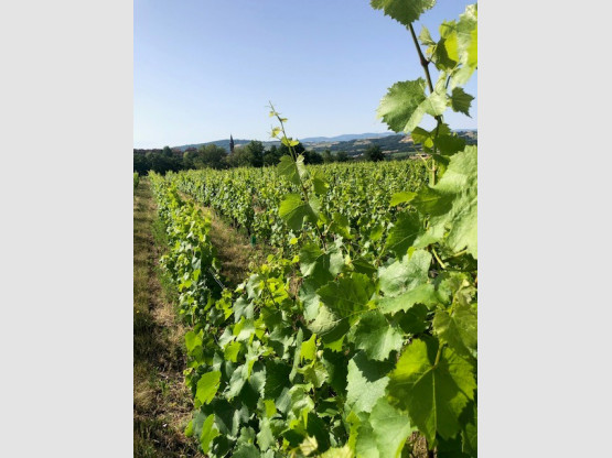 UNE BELLE RECOLTE EN PERSPECTIVE