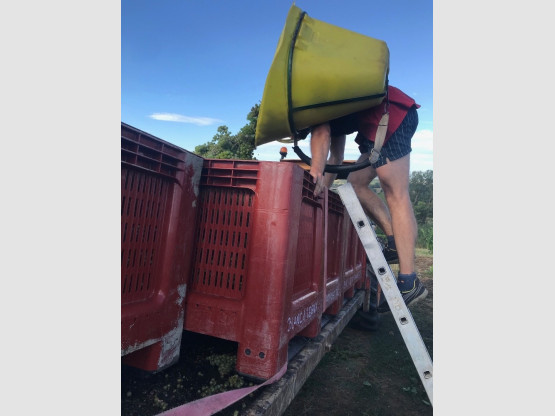 Begining of the harvest