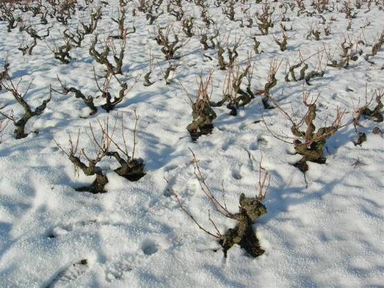 La neige au Vissoux - Février 2010