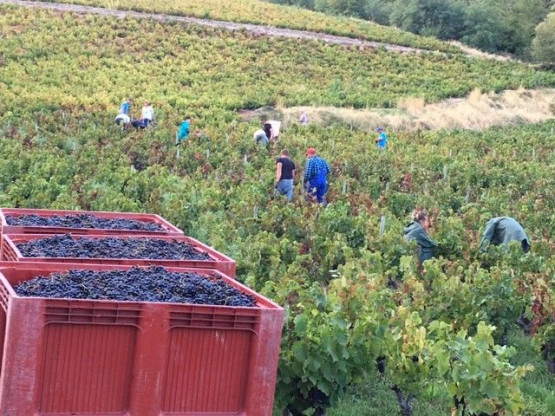HARVEST 2017 : Crus from September 13th to 22nd