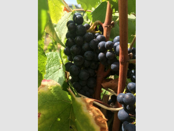 HARVEST 2016 from the 17th of September to the 7th of October