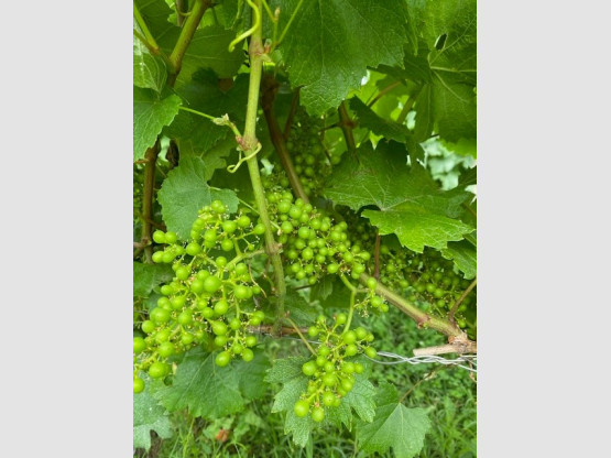 LA VIGNE EVOLUE VITE.