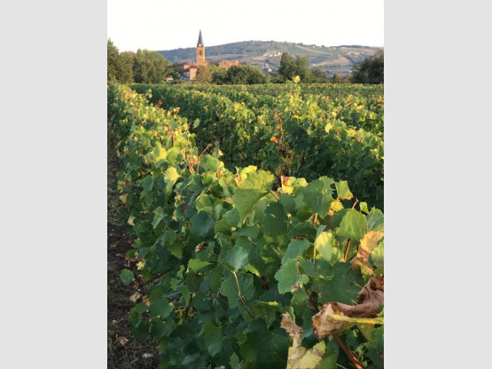Vendanges 2018 : Chardonnay