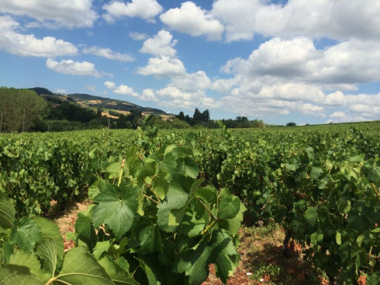 JUILLET 2015 : UNE ANNEE PRECOCE ET DE QUALITE